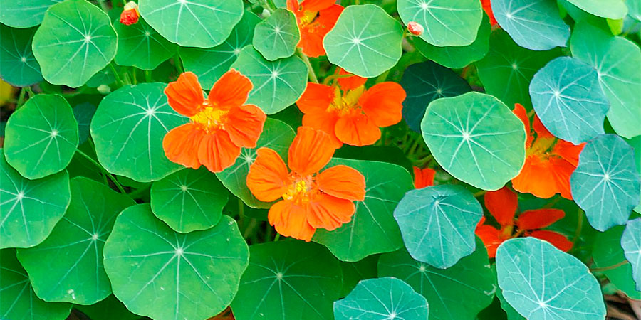 Descubra as PANC em minicurso no&nbsp;feriado