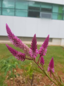 Layse Ennes/Divulgação