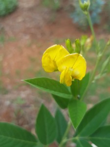 Layse Ennes/Divulgação