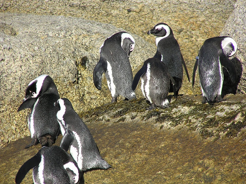 Boulders Penguin Park
