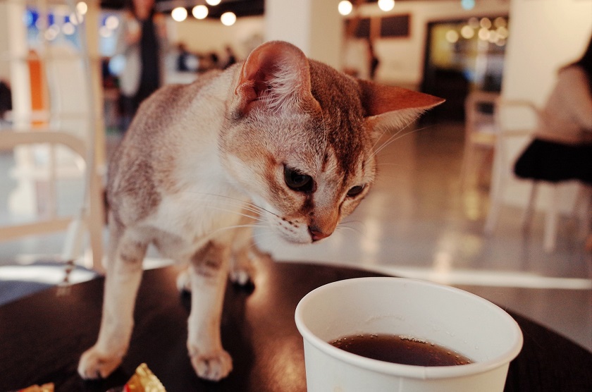 Cat Café _ Pixabay 2