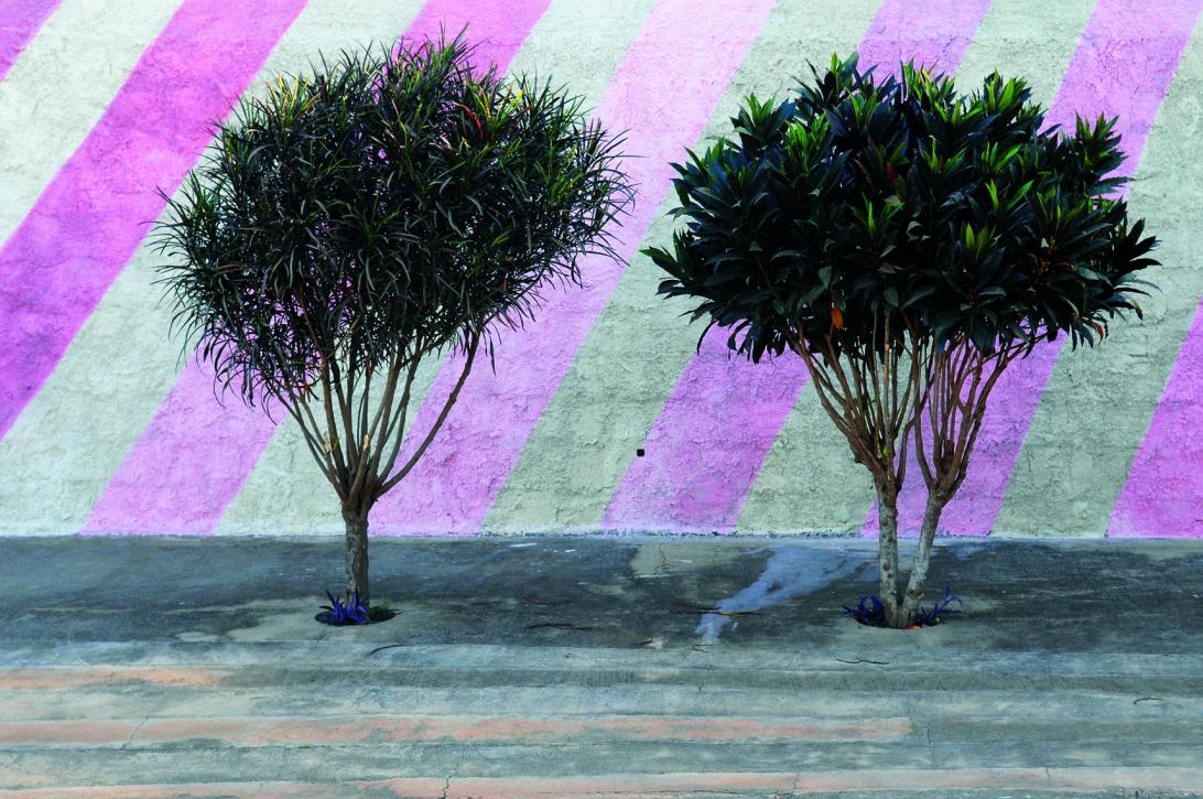 foto 6 - zuleika de souza