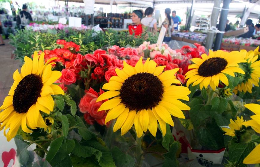 Festival enche de flores o centro de&nbsp;Brasília