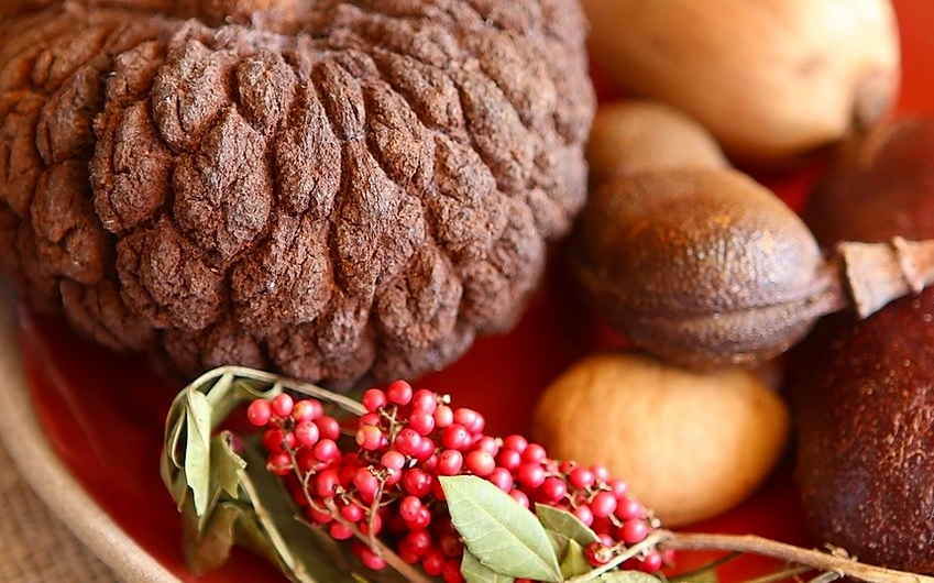 Central do Cerrado coloca o bioma ao nosso&nbsp;alcance