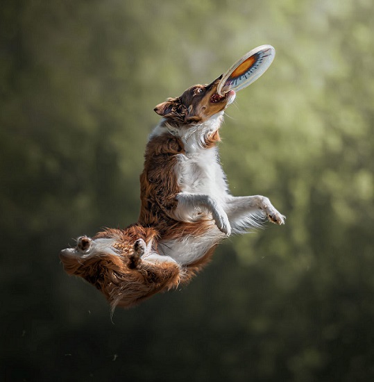 Foto: Chris van Riel