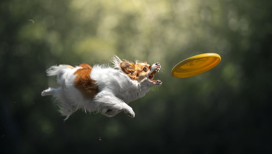 Foto: Chris van Riel