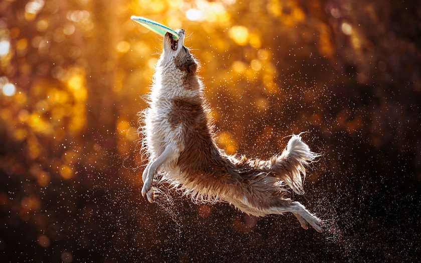 Foto: Chris van Riel