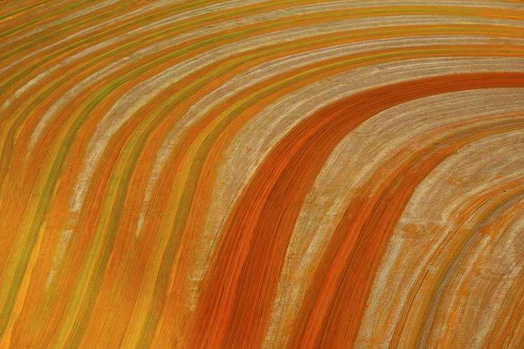 João Farkas_ Pantanal