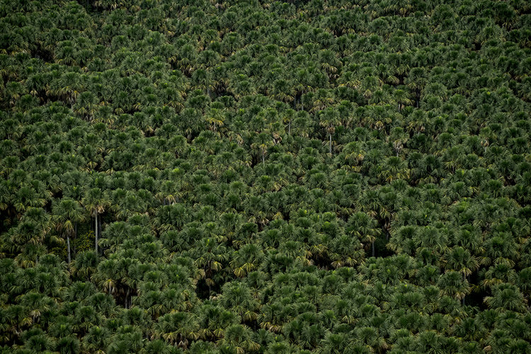 João Farkas _ Pantanal