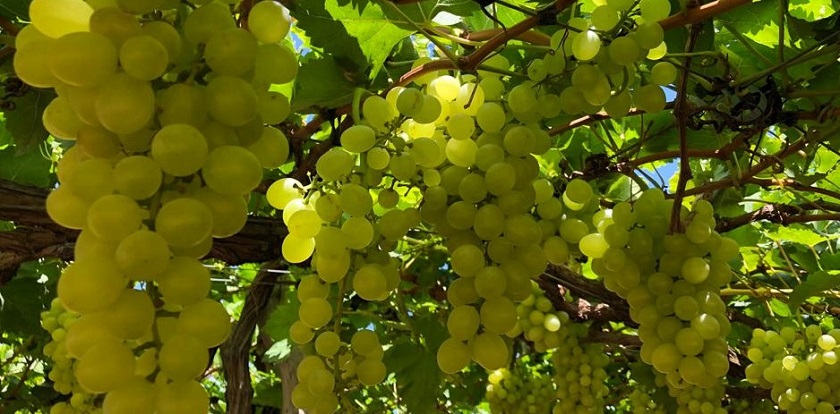 Vem aí a primeira uva 100% nordestina, a BRS&nbsp;Tainá