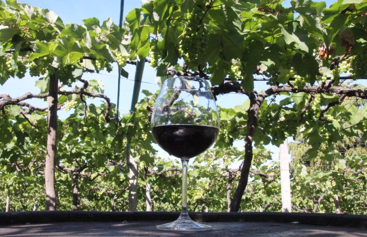 Vinhedo Lacustre/Foto: Divulgação